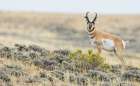 Pronghorn buck courting a pair of unseen young does in North Park, Colorado Art Print